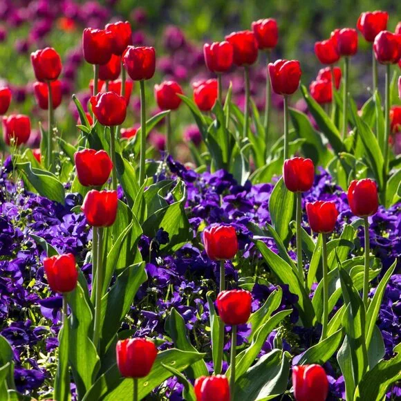 flower power follow game - Picture 2 of 6